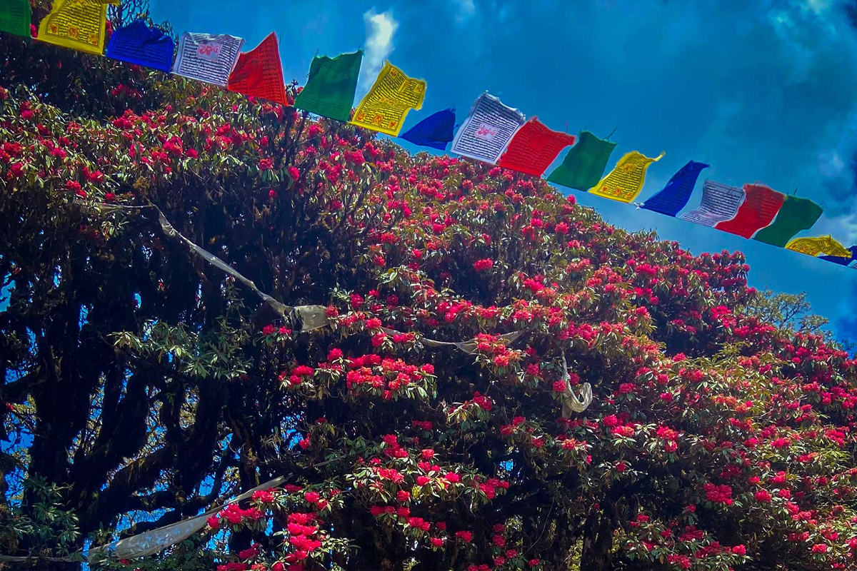 Rhododendron Flower in Bhutan